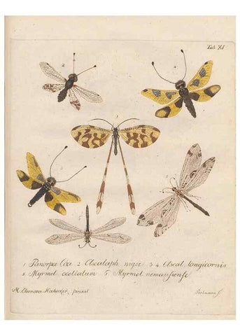 Reproducción/Reproduction 45949288175: Beiträge zu der Insekten-Geschichte /. Frankfurt am Main :Bei Varrentrapp und Wenner,1790-93.. 