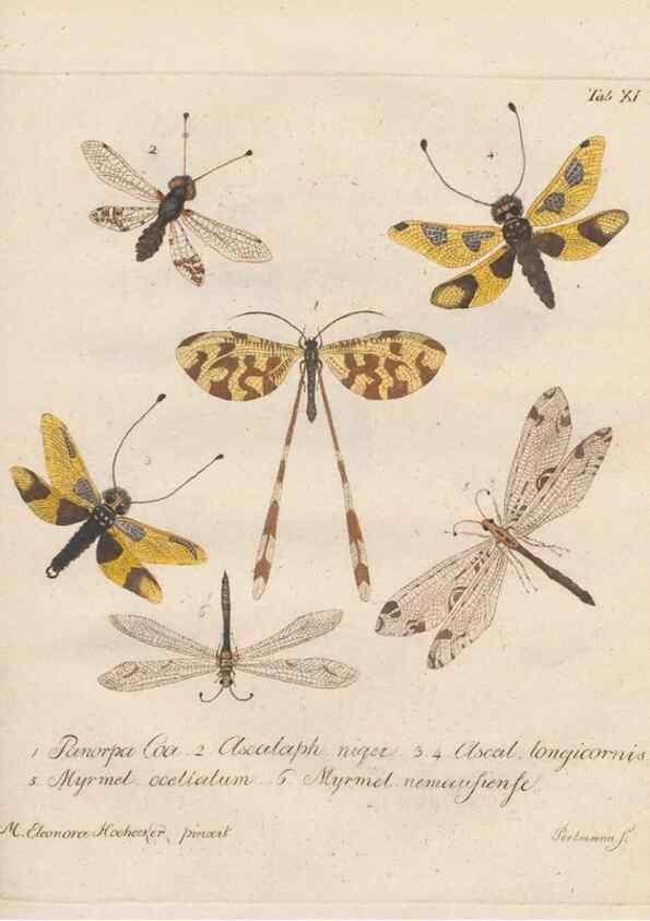 Reproducción/Reproduction 45949288175: Beiträge zu der Insekten-Geschichte /. Frankfurt am Main :Bei Varrentrapp und Wenner,1790-93.. 
