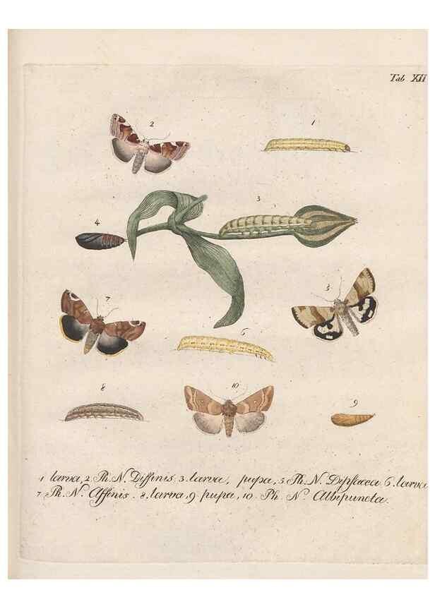 Reproducción/Reproduction 46863705321: Beiträge zu der Insekten-Geschichte /. Frankfurt am Main :Bei Varrentrapp und Wenner,1790-93.. 