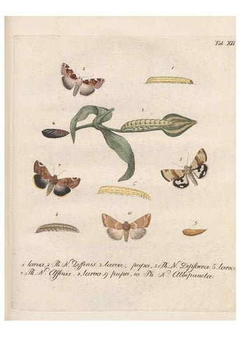 Reproducción/Reproduction 46863705321: Beiträge zu der Insekten-Geschichte /. Frankfurt am Main :Bei Varrentrapp und Wenner,1790-93.. 