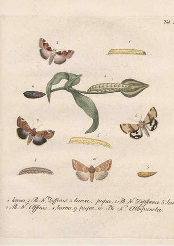 Reproducción/Reproduction 46863705321: Beiträge zu der Insekten-Geschichte /. Frankfurt am Main :Bei Varrentrapp und Wenner,1790-93.. 