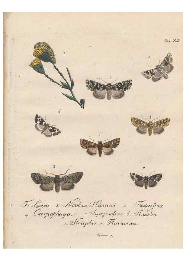 Reproducción/Reproduction 46811699162: Beiträge zu der Insekten-Geschichte /. Frankfurt am Main :Bei Varrentrapp und Wenner,1790-93.. 