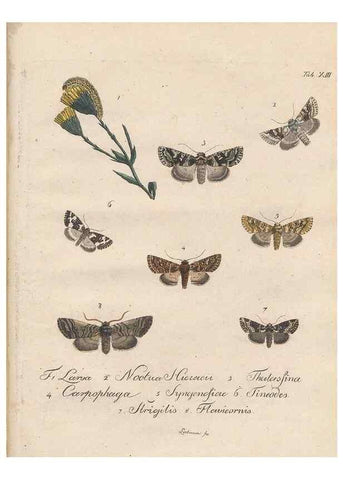 Reproducción/Reproduction 46811699162: Beiträge zu der Insekten-Geschichte /. Frankfurt am Main :Bei Varrentrapp und Wenner,1790-93.. 
