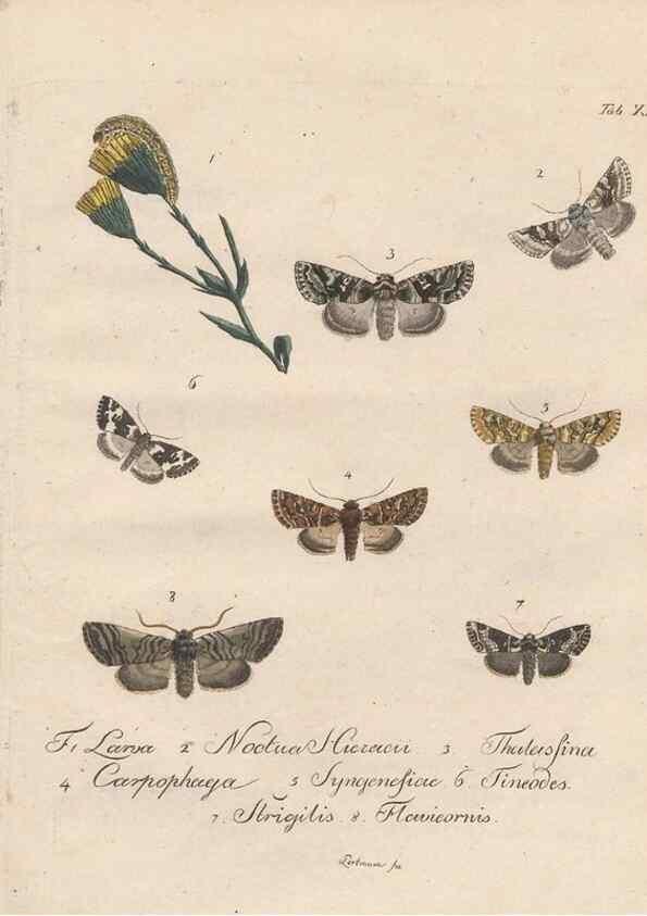 Reproducción/Reproduction 46811699162: Beiträge zu der Insekten-Geschichte /. Frankfurt am Main :Bei Varrentrapp und Wenner,1790-93.. 