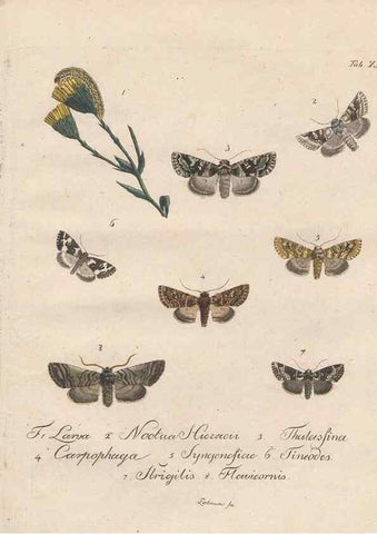 Reproducción/Reproduction 46811699162: Beiträge zu der Insekten-Geschichte /. Frankfurt am Main :Bei Varrentrapp und Wenner,1790-93.. 
