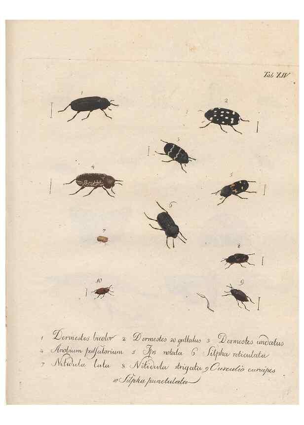 Reproducción/Reproduction 46863707561: Beiträge zu der Insekten-Geschichte /. Frankfurt am Main :Bei Varrentrapp und Wenner,1790-93.. 