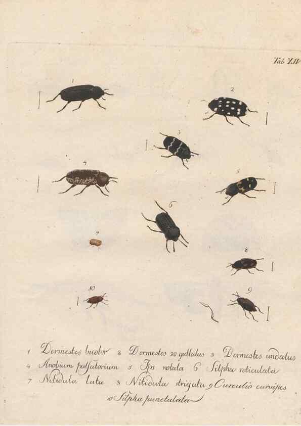 Reproducción/Reproduction 46863707561: Beiträge zu der Insekten-Geschichte /. Frankfurt am Main :Bei Varrentrapp und Wenner,1790-93.. 
