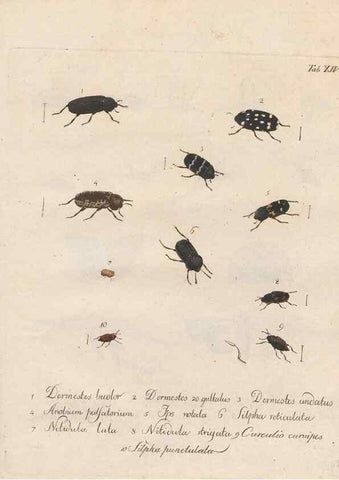 Reproducción/Reproduction 46863707561: Beiträge zu der Insekten-Geschichte /. Frankfurt am Main :Bei Varrentrapp und Wenner,1790-93.. 