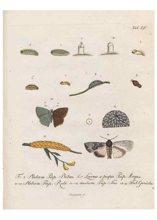 Reproducción/Reproduction 31922387007: Beiträge zu der Insekten-Geschichte /. Frankfurt am Main :Bei Varrentrapp und Wenner,1790-93.. 