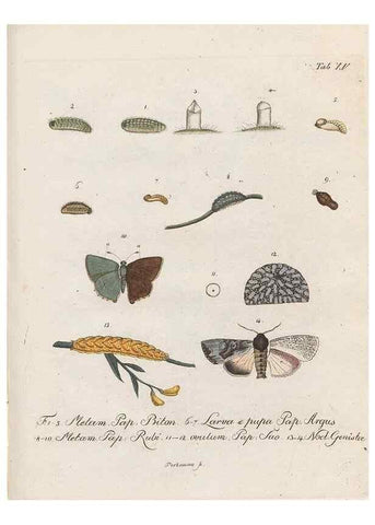 Reproducción/Reproduction 31922387007: Beiträge zu der Insekten-Geschichte /. Frankfurt am Main :Bei Varrentrapp und Wenner,1790-93.. 