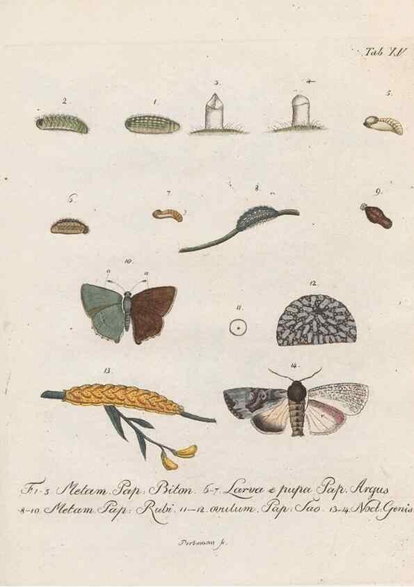 Reproducción/Reproduction 31922387007: Beiträge zu der Insekten-Geschichte /. Frankfurt am Main :Bei Varrentrapp und Wenner,1790-93.. 