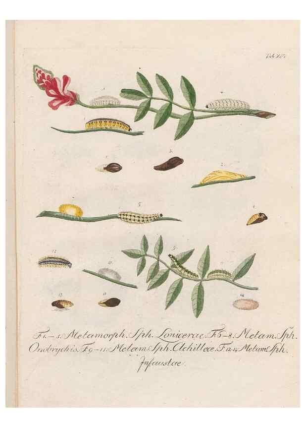 Reproducción/Reproduction 39899065673: Beiträge zu der Insekten-Geschichte /. Frankfurt am Main :Bei Varrentrapp und Wenner,1790-93.. 
