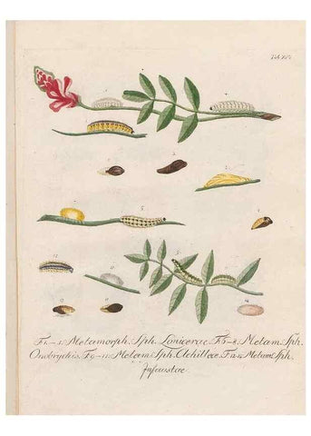 Reproducción/Reproduction 39899065673: Beiträge zu der Insekten-Geschichte /. Frankfurt am Main :Bei Varrentrapp und Wenner,1790-93.. 