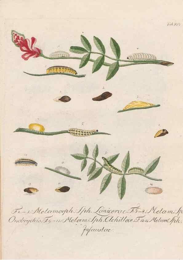 Reproducción/Reproduction 39899065673: Beiträge zu der Insekten-Geschichte /. Frankfurt am Main :Bei Varrentrapp und Wenner,1790-93.. 