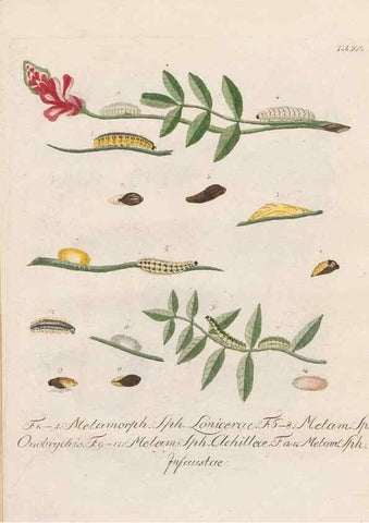 Reproducción/Reproduction 39899065673: Beiträge zu der Insekten-Geschichte /. Frankfurt am Main :Bei Varrentrapp und Wenner,1790-93.. 