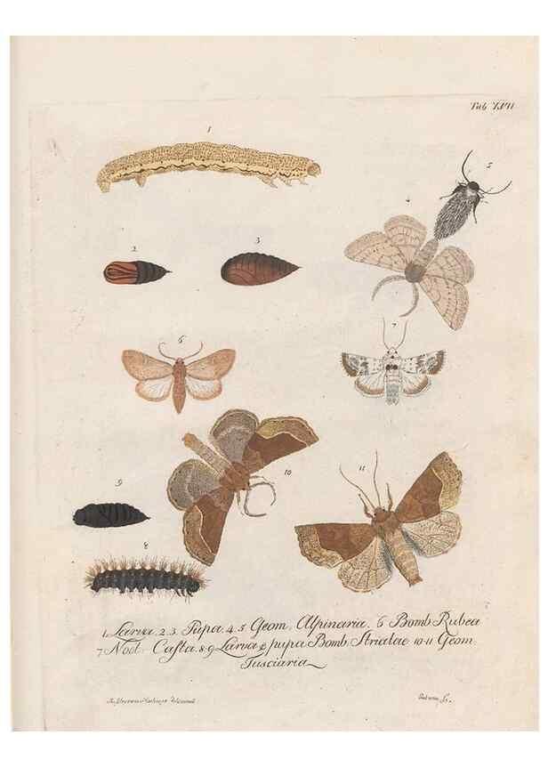 Reproducción/Reproduction 39899066503: Beiträge zu der Insekten-Geschichte /. Frankfurt am Main :Bei Varrentrapp und Wenner,1790-93.. 