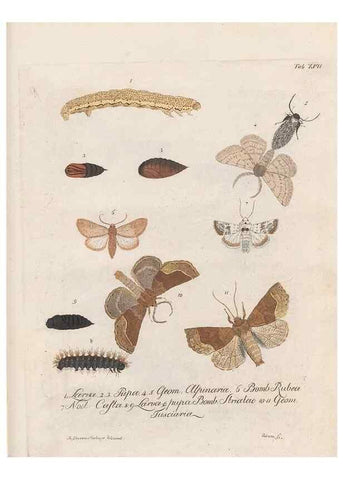 Reproducción/Reproduction 39899066503: Beiträge zu der Insekten-Geschichte /. Frankfurt am Main :Bei Varrentrapp und Wenner,1790-93.. 