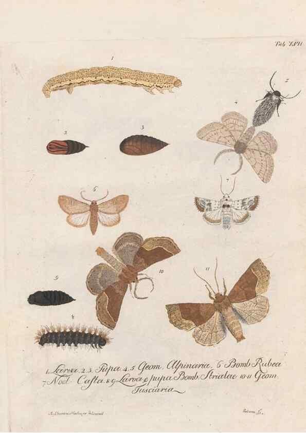 Reproducción/Reproduction 39899066503: Beiträge zu der Insekten-Geschichte /. Frankfurt am Main :Bei Varrentrapp und Wenner,1790-93.. 