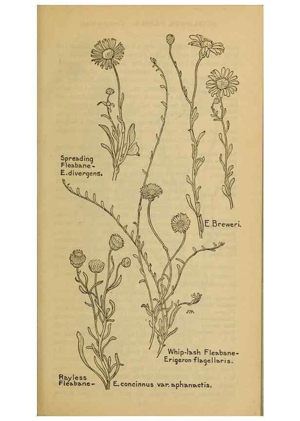 Reproducción/Reproduction 46904889511: Field book of western wild flowers /. New York :Putnam,1915.. 