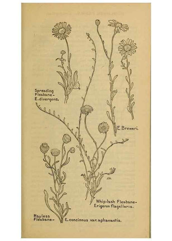 Reproducción/Reproduction 46904889511: Field book of western wild flowers /. New York :Putnam,1915.. 