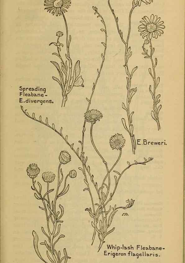 Reproducción/Reproduction 46904889511: Field book of western wild flowers /. New York :Putnam,1915.. 
