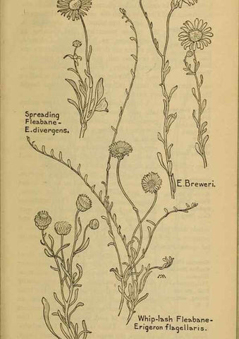 Reproducción/Reproduction 46904889511: Field book of western wild flowers /. New York :Putnam,1915.. 