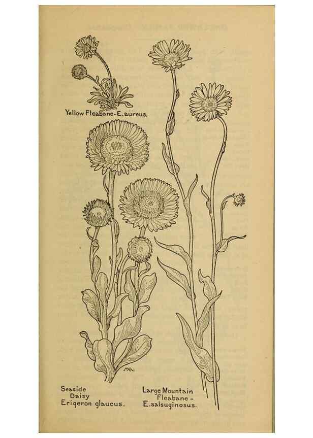 Reproducción/Reproduction 46904890351: Field book of western wild flowers /. New York :Putnam,1915.. 