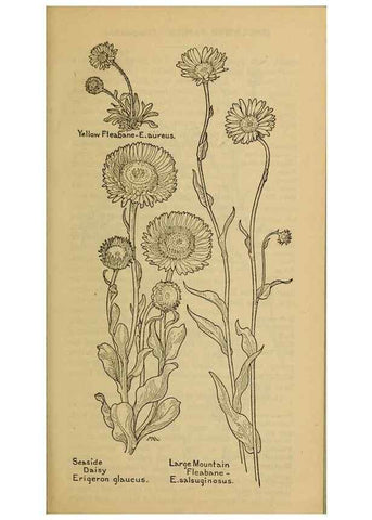 Reproducción/Reproduction 46904890351: Field book of western wild flowers /. New York :Putnam,1915.. 