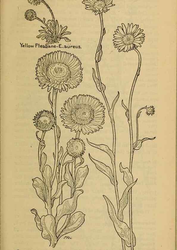 Reproducción/Reproduction 46904890351: Field book of western wild flowers /. New York :Putnam,1915.. 