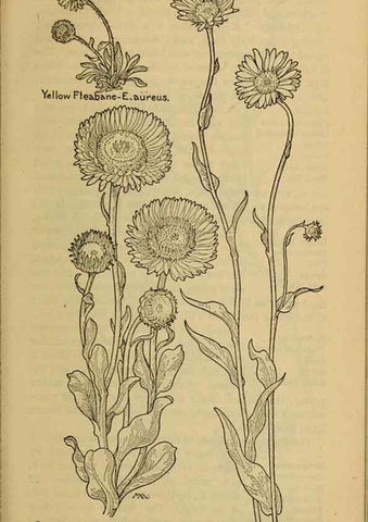 Reproducción/Reproduction 46904890351: Field book of western wild flowers /. New York :Putnam,1915.. 