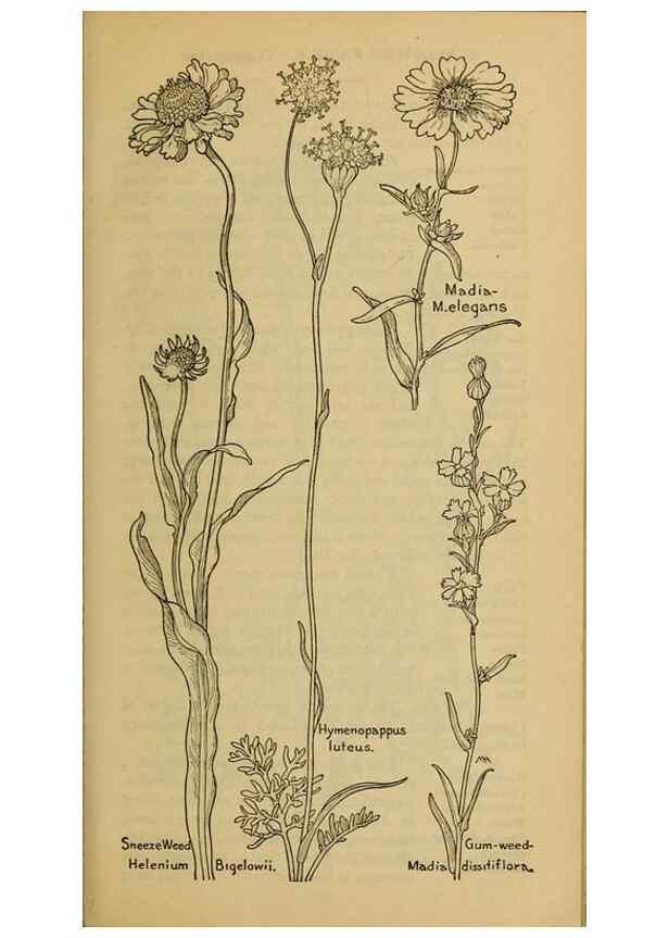Reproducción/Reproduction 46180041494: Field book of western wild flowers /. New York :Putnam,1915.. 