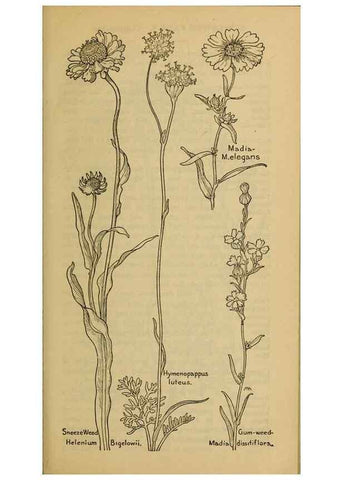 Reproducción/Reproduction 46180041494: Field book of western wild flowers /. New York :Putnam,1915.. 