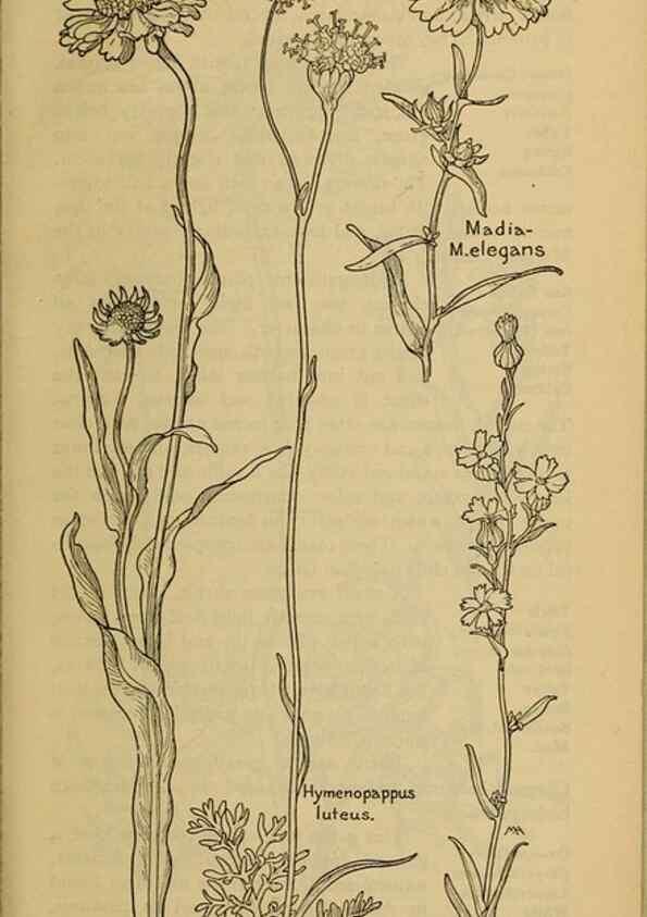 Reproducción/Reproduction 46180041494: Field book of western wild flowers /. New York :Putnam,1915.. 
