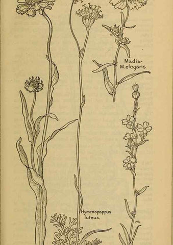 Reproducción/Reproduction 46180041494: Field book of western wild flowers /. New York :Putnam,1915.. 