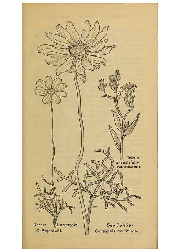 Reproducción/Reproduction 46180042434: Field book of western wild flowers /. New York :Putnam,1915.. 
