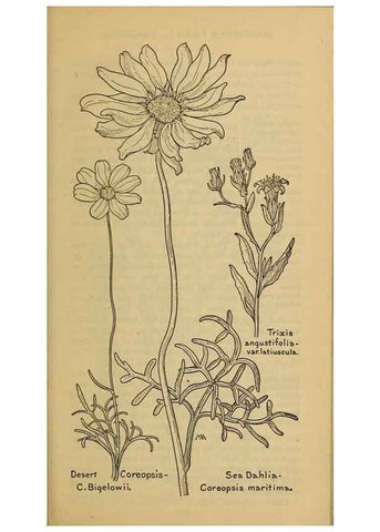 Reproducción/Reproduction 46180042434: Field book of western wild flowers /. New York :Putnam,1915.. 