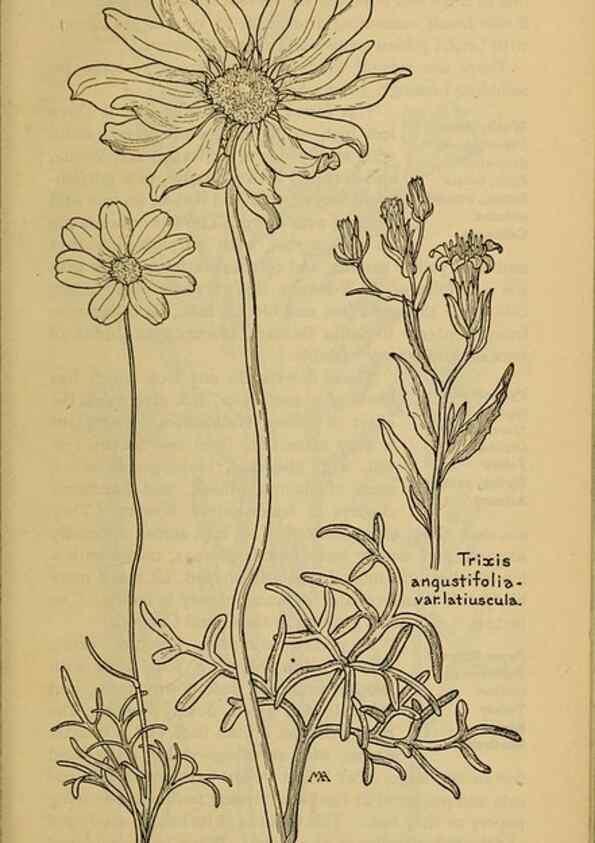 Reproducción/Reproduction 46180042434: Field book of western wild flowers /. New York :Putnam,1915.. 