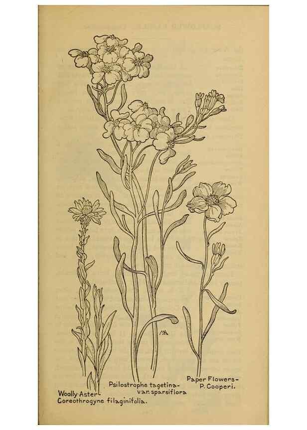 Reproducción/Reproduction 33029583248: Field book of western wild flowers /. New York :Putnam,1915.. 