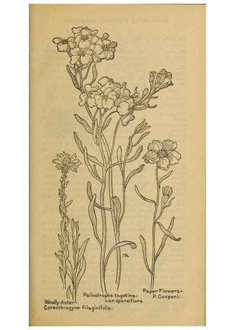 Reproducción/Reproduction 33029583248: Field book of western wild flowers /. New York :Putnam,1915.. 
