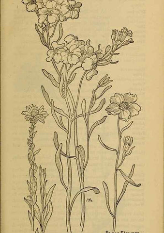Reproducción/Reproduction 33029583248: Field book of western wild flowers /. New York :Putnam,1915.. 