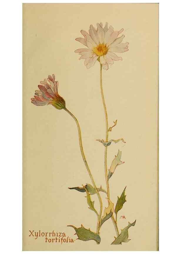 Reproducción/Reproduction 45990389905: Field book of western wild flowers /. New York :Putnam,1915.. 