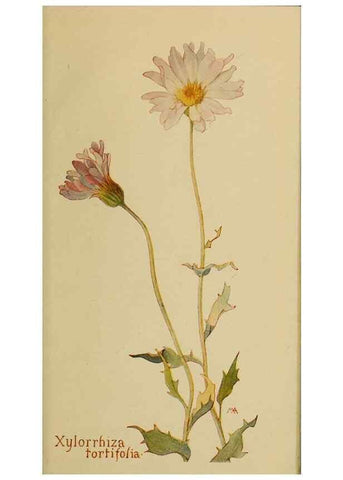 Reproducción/Reproduction 45990389905: Field book of western wild flowers /. New York :Putnam,1915.. 