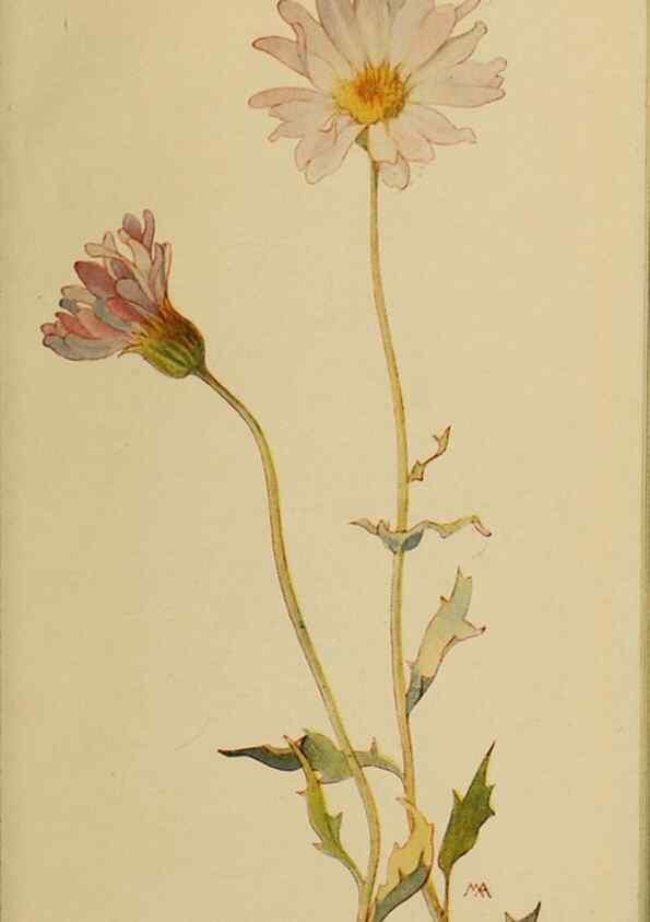 Reproducción/Reproduction 45990389905: Field book of western wild flowers /. New York :Putnam,1915.. 