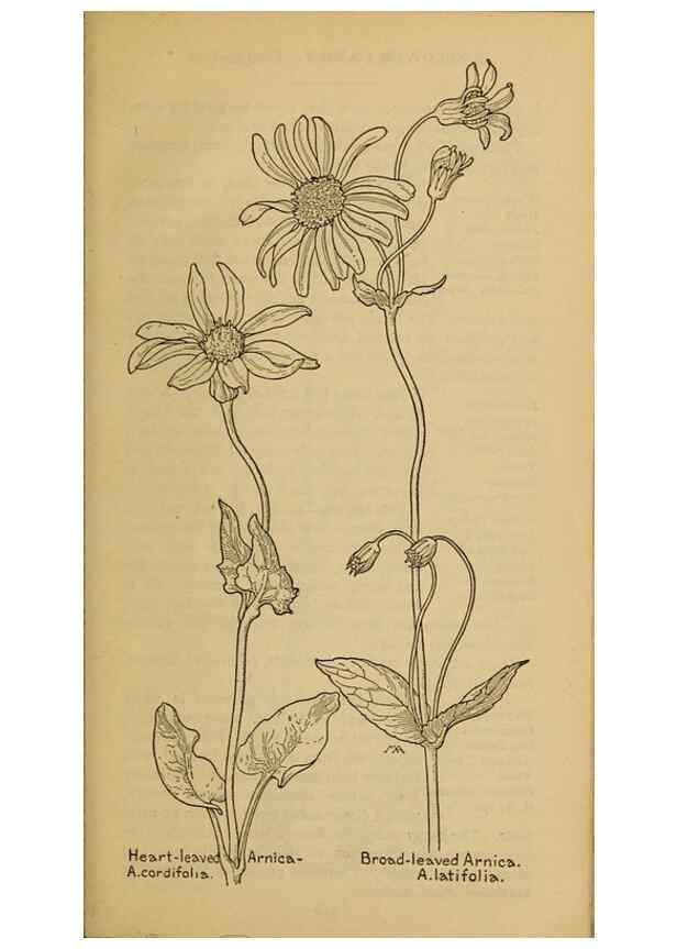 Reproducción/Reproduction 39940206123: Field book of western wild flowers /. New York :Putnam,1915.. 