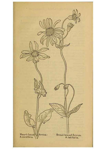 Reproducción/Reproduction 39940206123: Field book of western wild flowers /. New York :Putnam,1915.. 