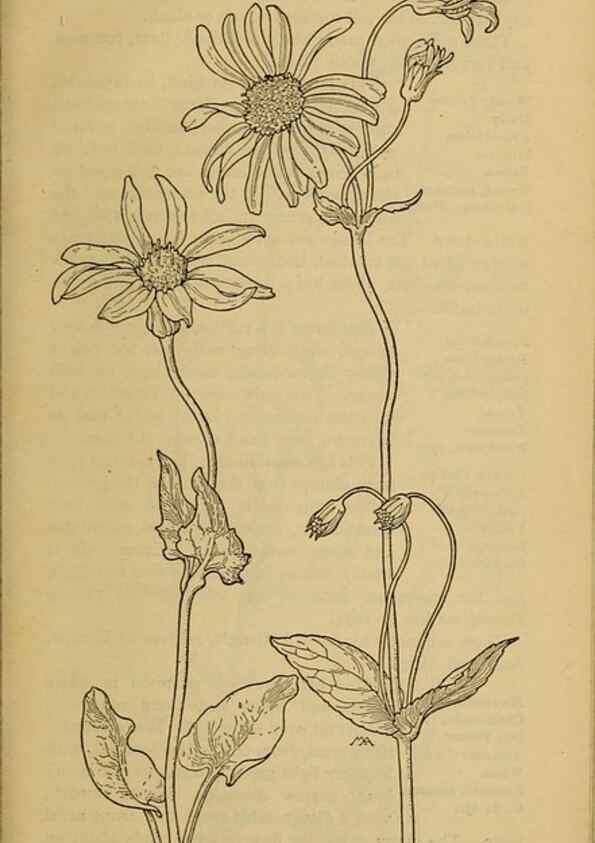 Reproducción/Reproduction 39940206123: Field book of western wild flowers /. New York :Putnam,1915.. 