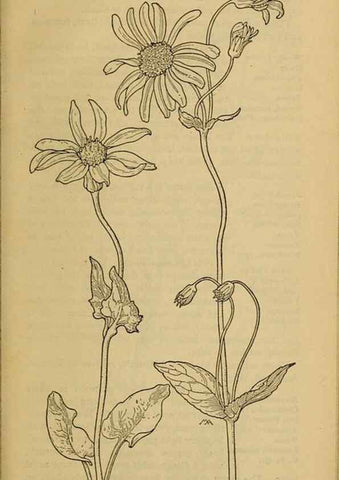 Reproducción/Reproduction 39940206123: Field book of western wild flowers /. New York :Putnam,1915.. 