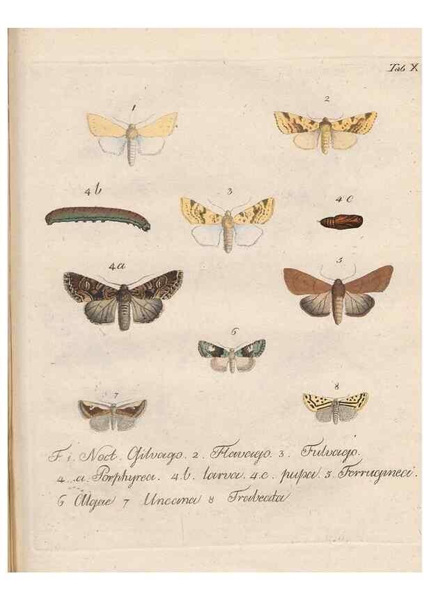 Reproducción/Reproduction 46811697492: Beiträge zu der Insekten-Geschichte /. Frankfurt am Main :Bei Varrentrapp und Wenner,1790-93.. 