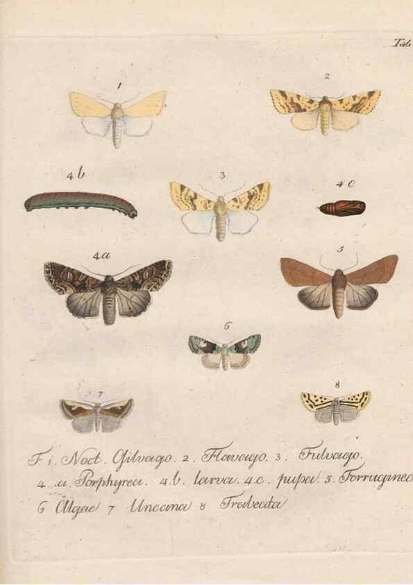 Reproducción/Reproduction 46811697492: Beiträge zu der Insekten-Geschichte /. Frankfurt am Main :Bei Varrentrapp und Wenner,1790-93.. 