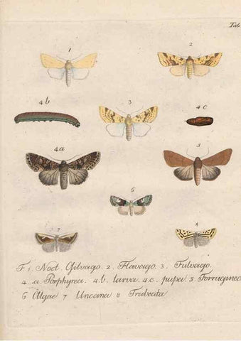 Reproducción/Reproduction 46811697492: Beiträge zu der Insekten-Geschichte /. Frankfurt am Main :Bei Varrentrapp und Wenner,1790-93.. 